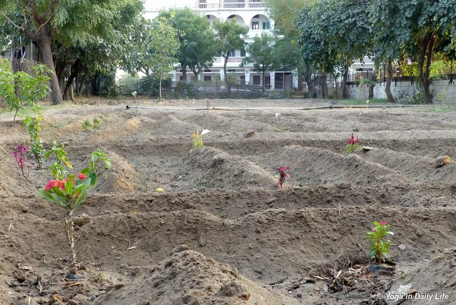Flowering shrubs combined with pak choy and winter herbs such as parsley